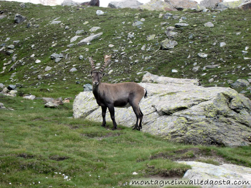 stambecchi al rifugio mezzalama